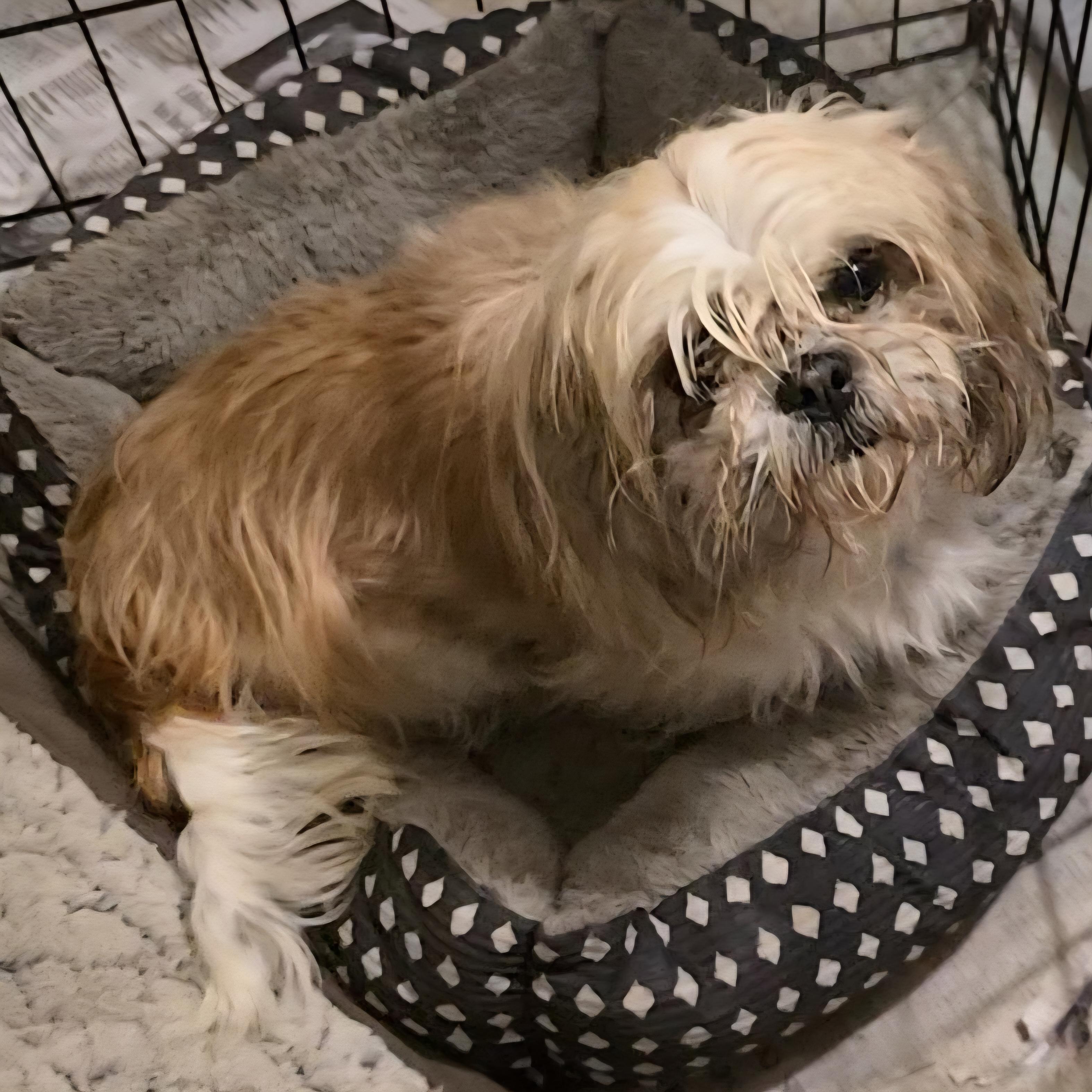 Shisho, a Adoptable Shih Tzu in LaGrange, IN image 1/3