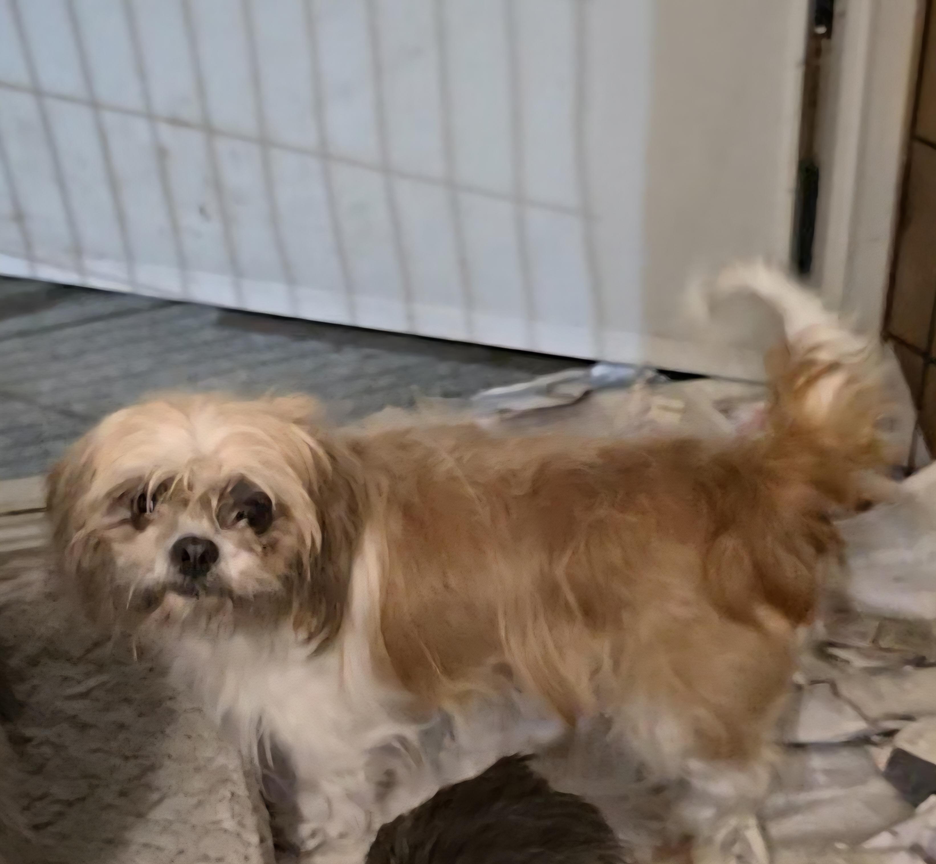 Shisho, a Adoptable Shih Tzu in LaGrange, IN image 2/3