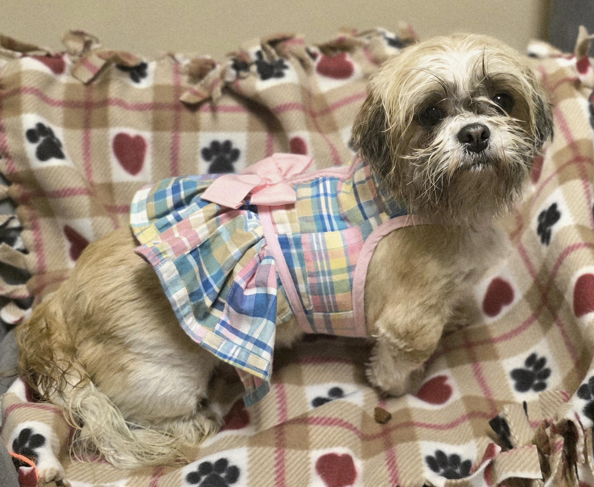 Shisho, Adoptable, Adult Female Shih Tzu.