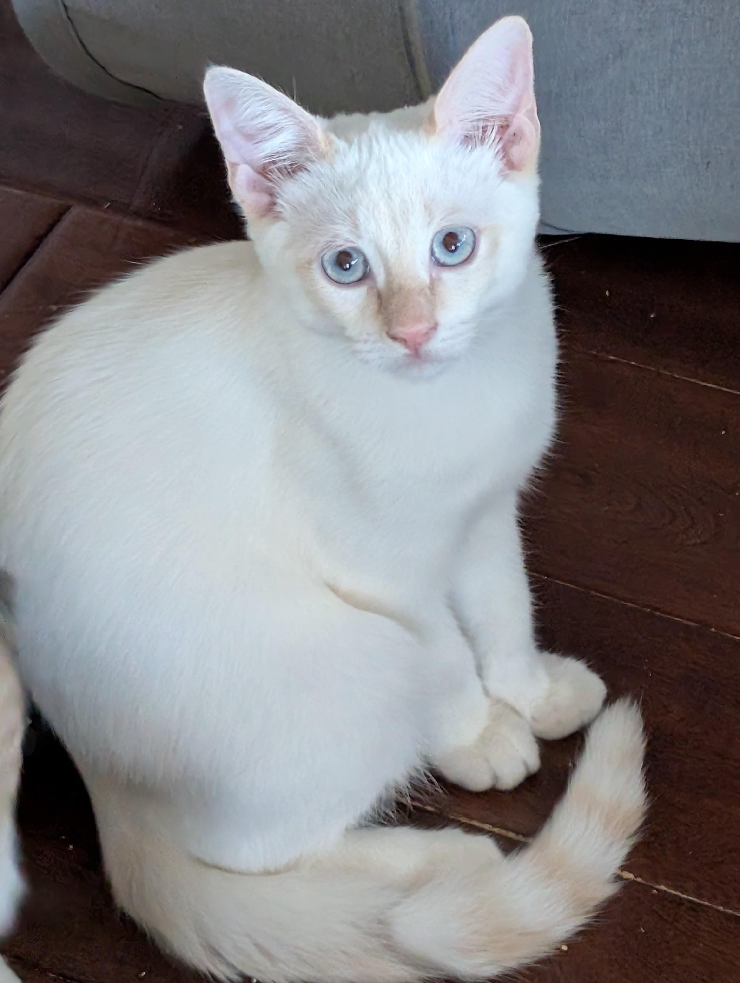 Enlarge Rigby, a Adoptable Siamese in San Diego, CA image 2/2