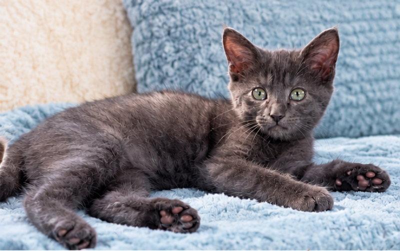 Calamity Jane, Adoptable, Young Female Russian Blue & Domestic Short Hair.
