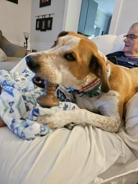 Gabby *Foster or Adopter Needed*, a Adoptable mixed breed in Derby, NY image 2/6