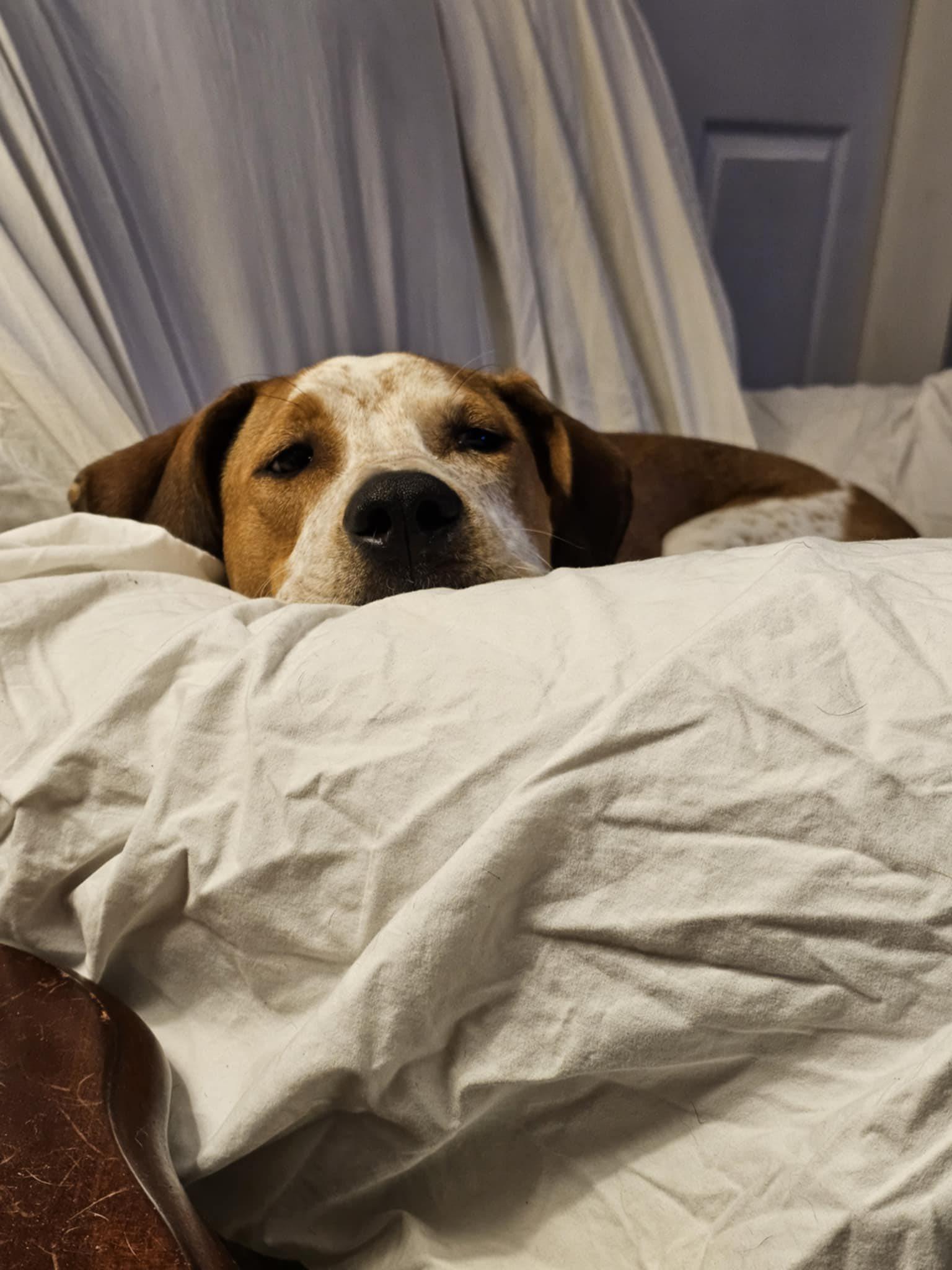 Gabby *Foster or Adopter Needed*, a Adoptable mixed breed in Derby, NY image 3/6