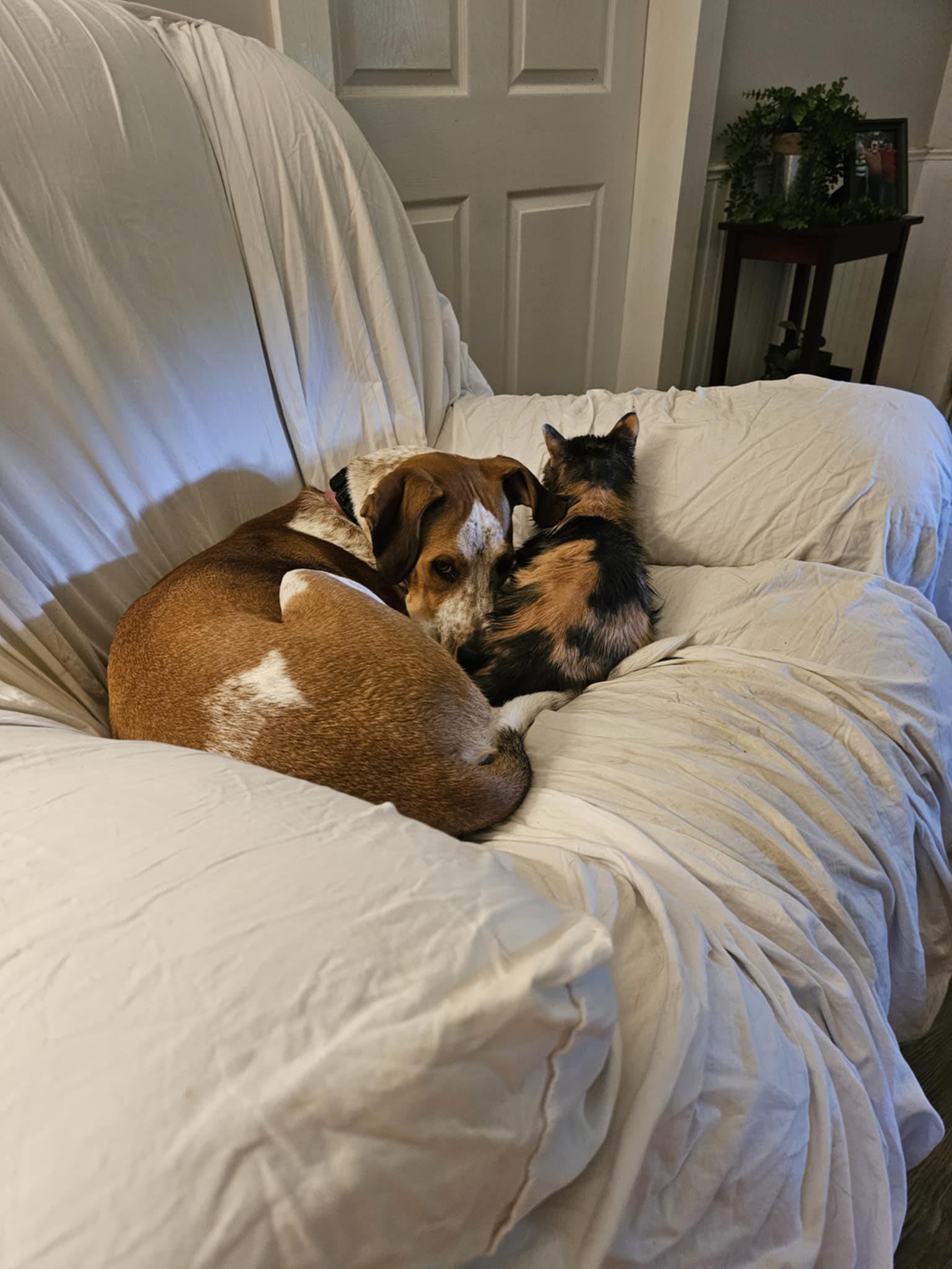 Gabby *Foster or Adopter Needed*