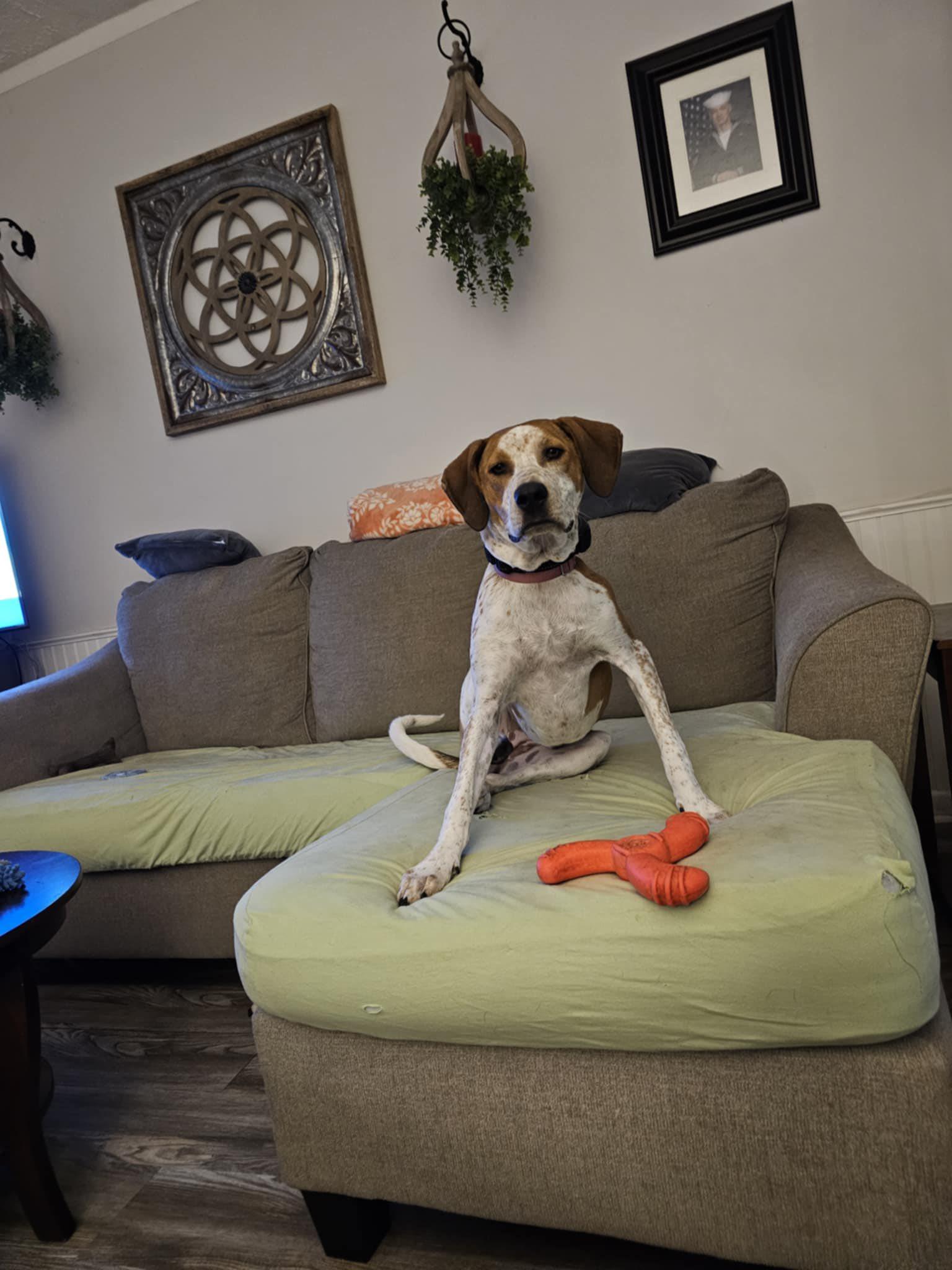 Gabby *Foster or Adopter Needed*, a Adoptable mixed breed in Derby, NY image 5/6