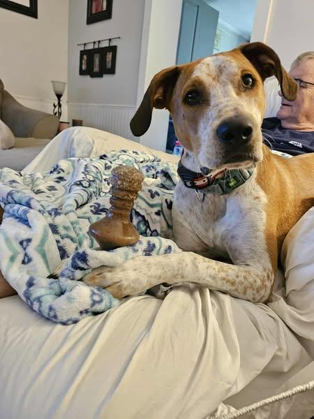 Gabby *Foster or Adopter Needed*, a Adoptable mixed breed in Derby, NY image 1/6