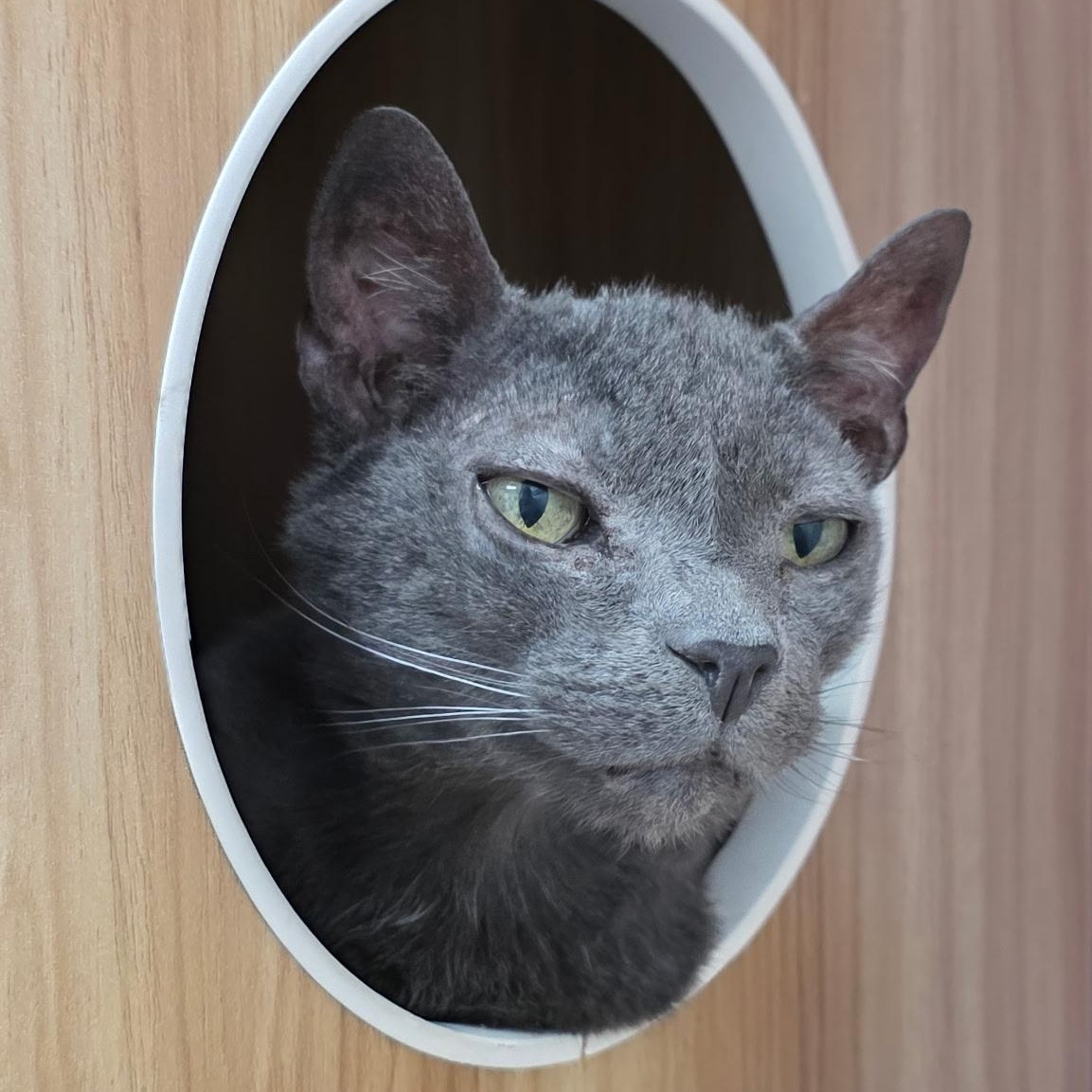 Enlarge Kevin Bacon, a ADOPTABLE mixed breed in Smithtown, NY image 2/2