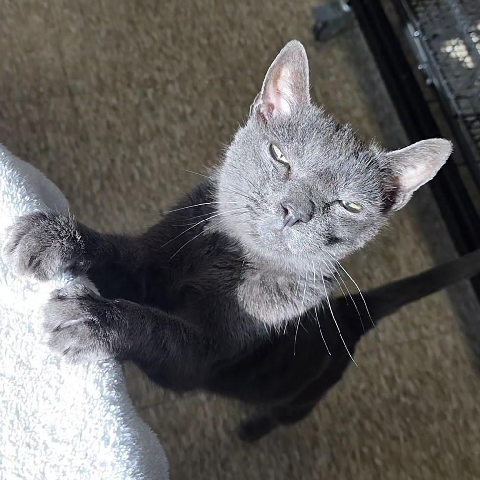 Enlarge Kevin Bacon, a ADOPTABLE mixed breed in Smithtown, NY image 1/2