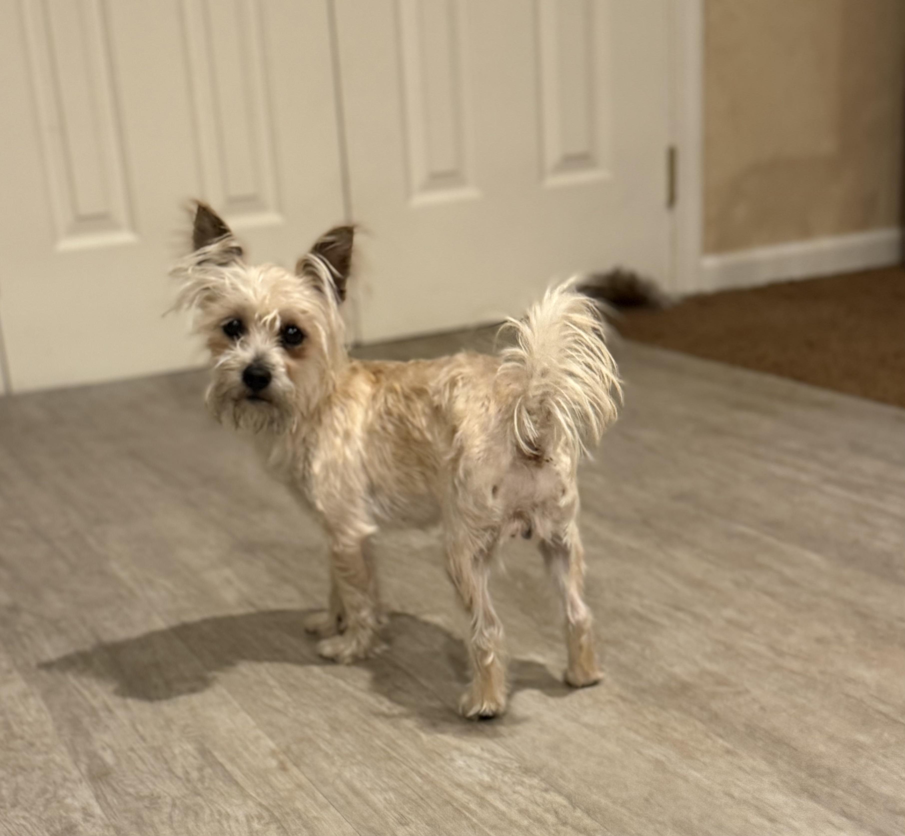 Enlarge CeCe, a ADOPTABLE mixed breed in Chalfont, PA image 1/1