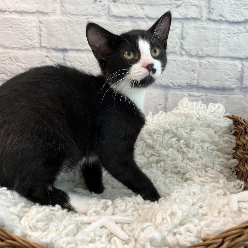 Preponte, Adoptable, Kitten Male Domestic Short Hair.