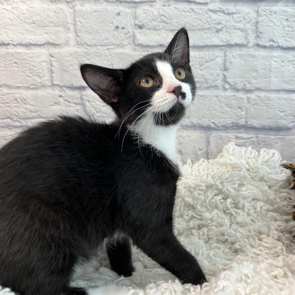 Preponte, a Adoptable Domestic Short Hair in Harrisonburg, VA image 2/4