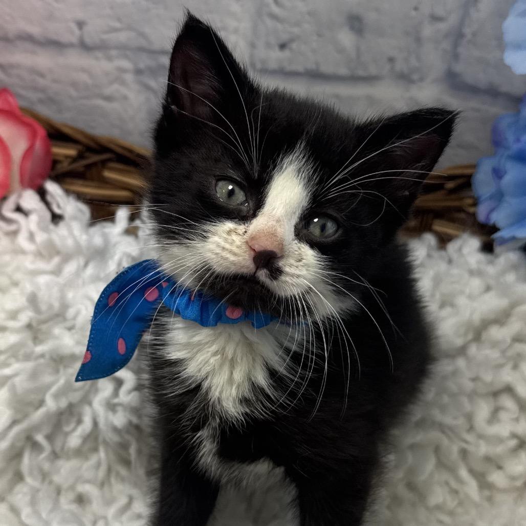 Preponte, a Adoptable Domestic Short Hair in Harrisonburg, VA image 3/4