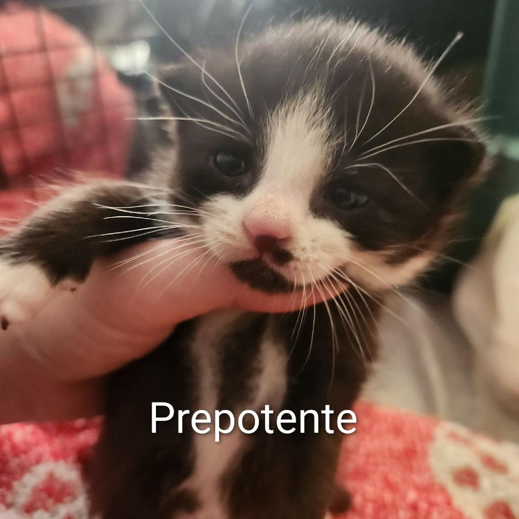 Preponte, a Adoptable Domestic Short Hair in Harrisonburg, VA image 4/4