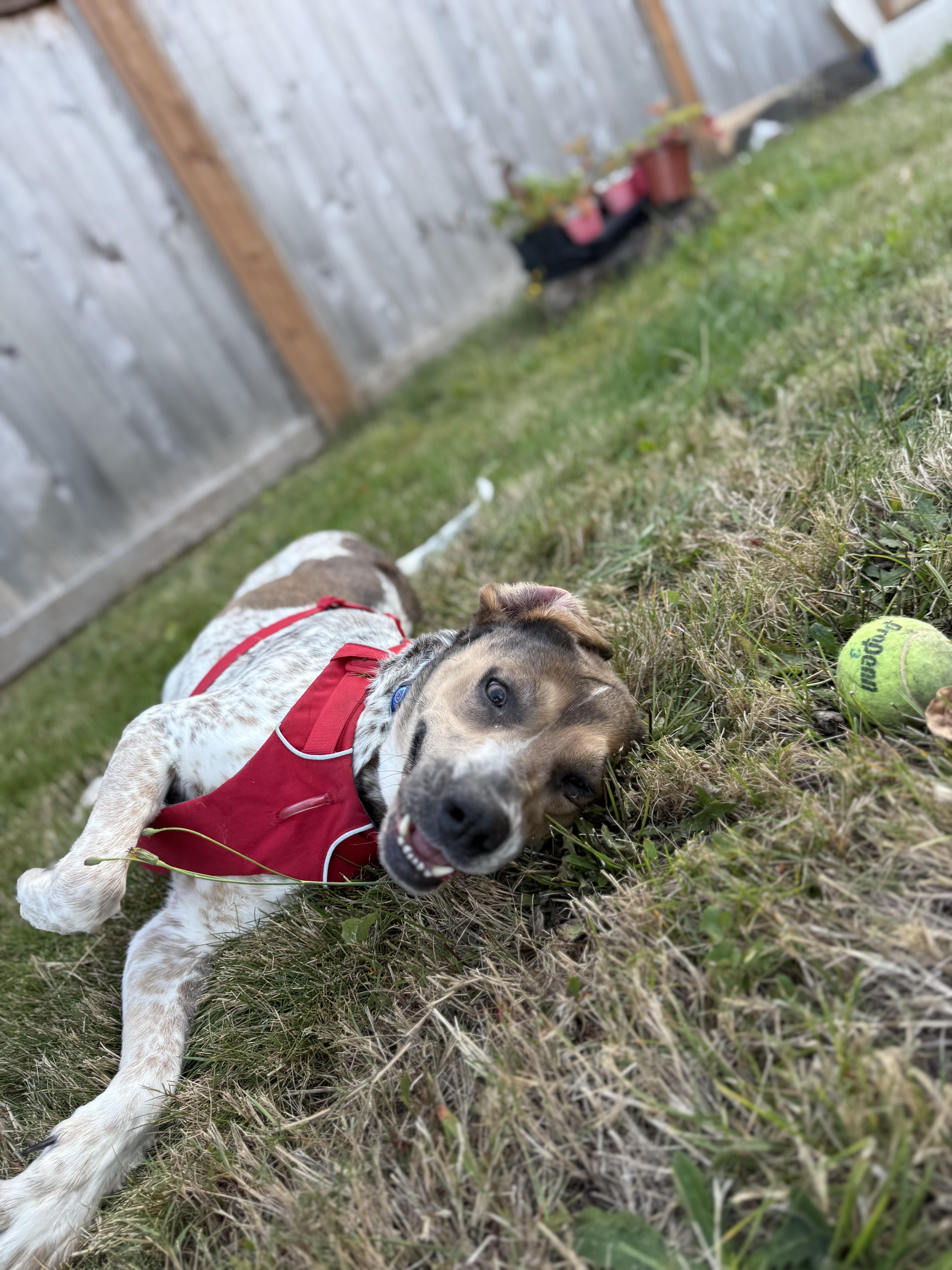 Enlarge Water Skimmer, a Adopted mixed breed in Silverdale, WA image 1/6