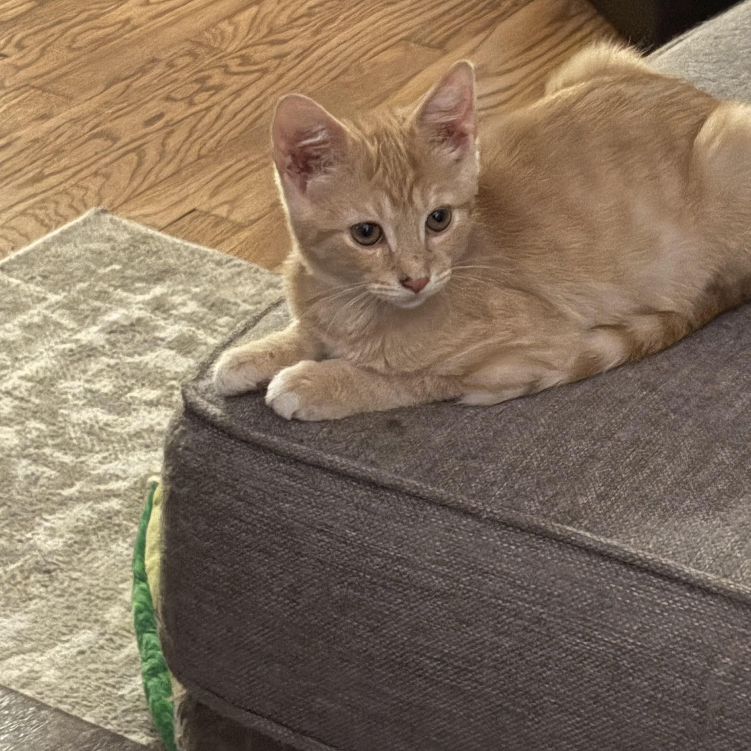 Enlarge Tango, a Adoptable Domestic Short Hair in Cleveland, OH image 2/5