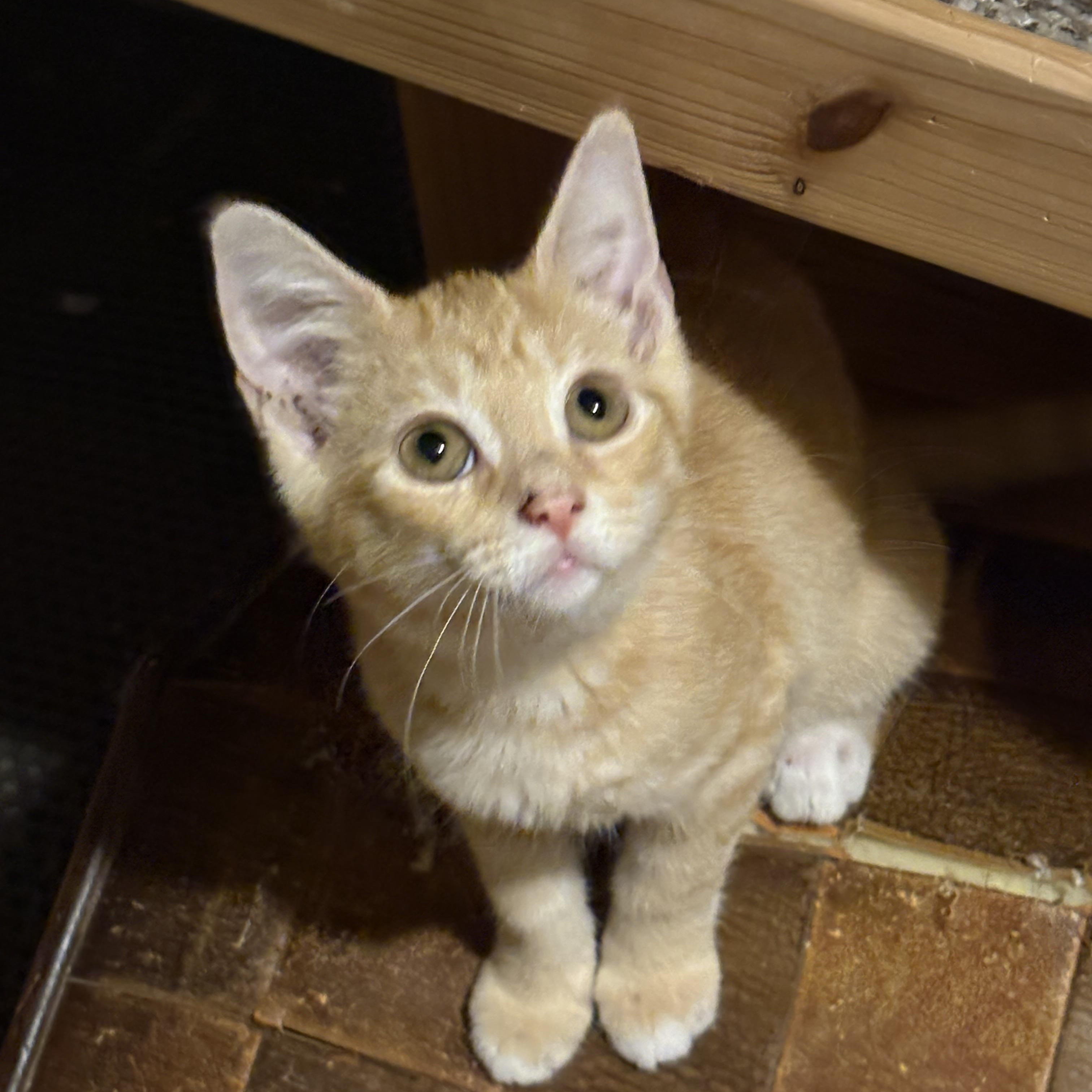 Enlarge Tango, a Adoptable Domestic Short Hair in Cleveland, OH image 3/5