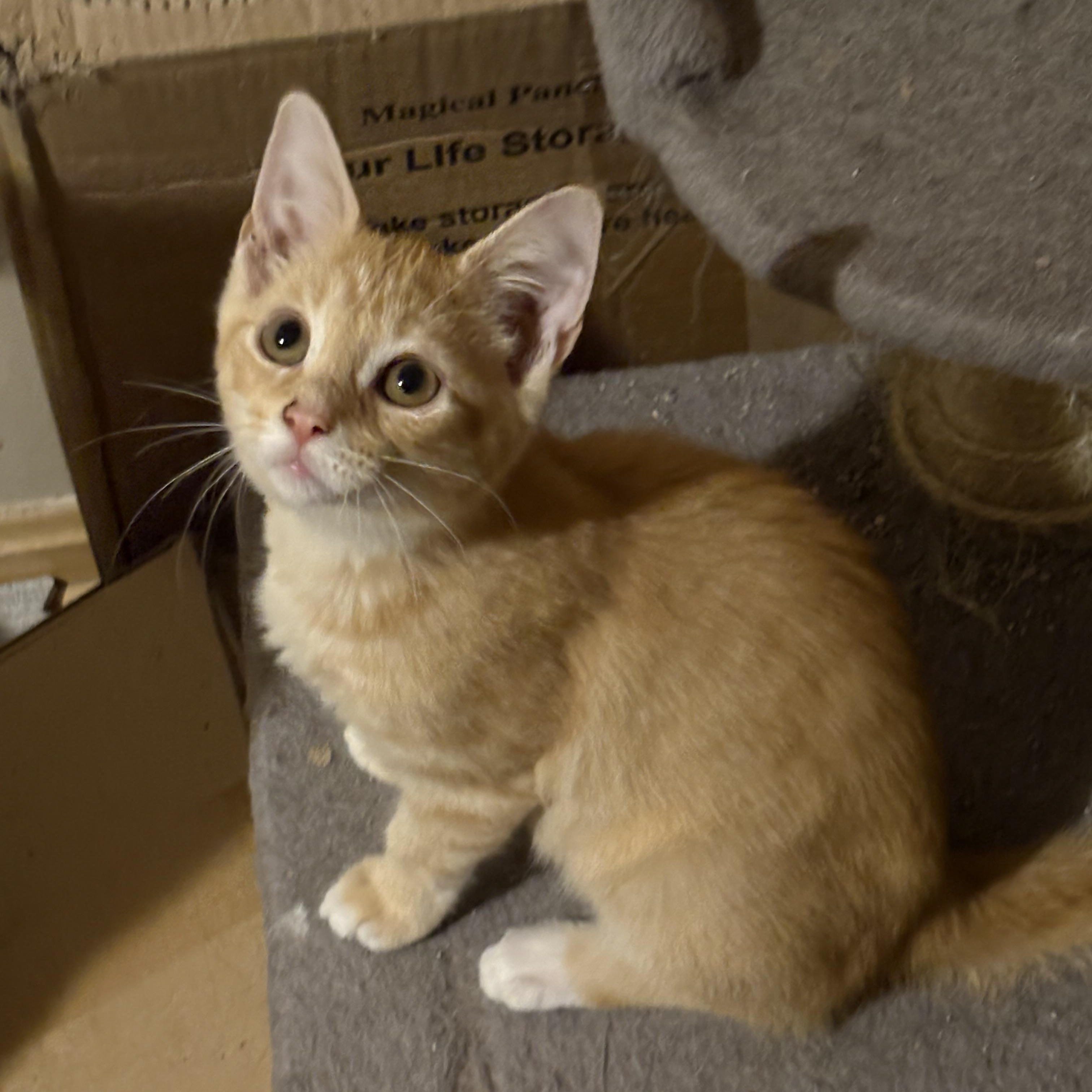 Tango, Adoptable, Young Male Domestic Short Hair.