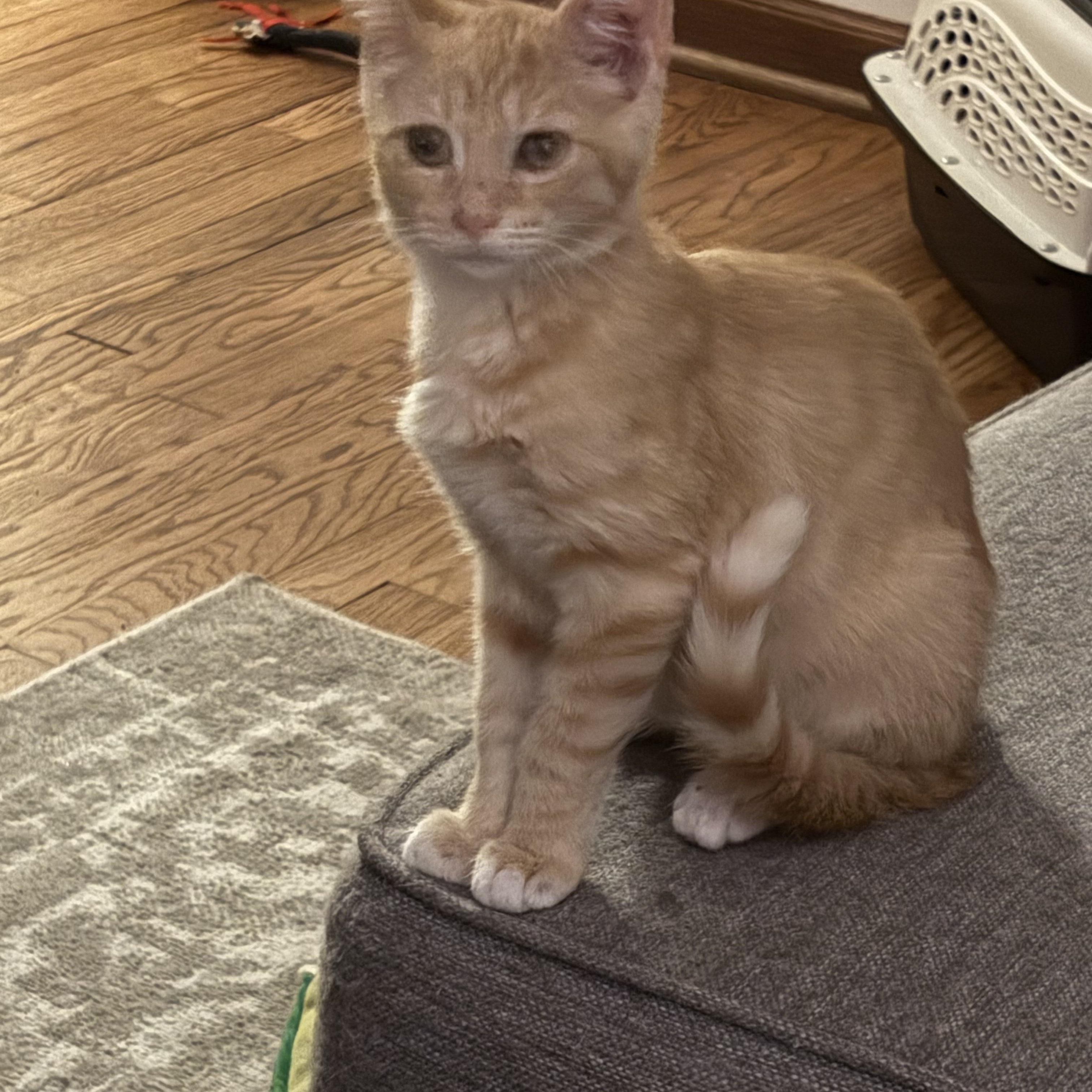 Enlarge Tango, a Adoptable Domestic Short Hair in Cleveland, OH image 4/5