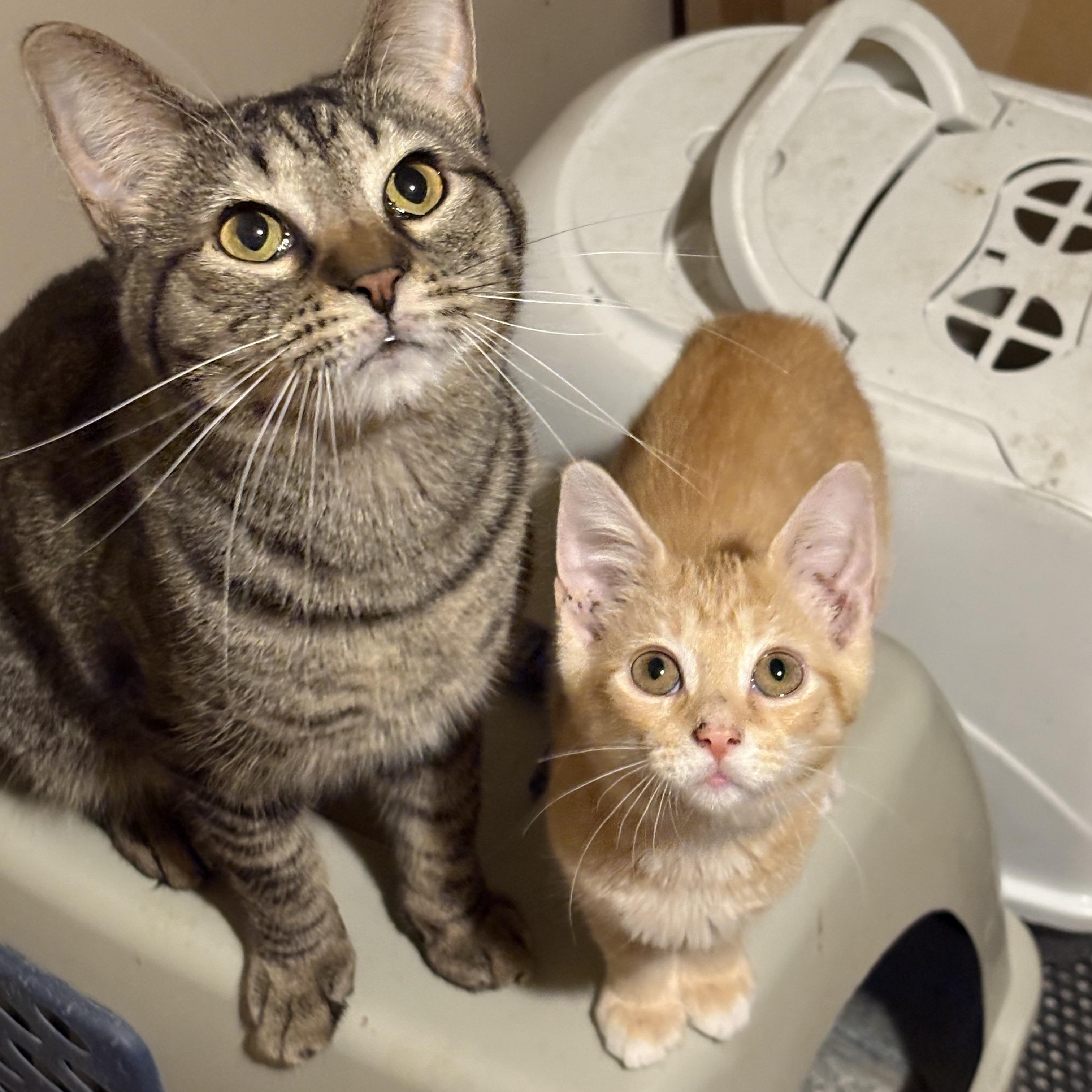 Enlarge Tango, a Adoptable Domestic Short Hair in Cleveland, OH image 5/5