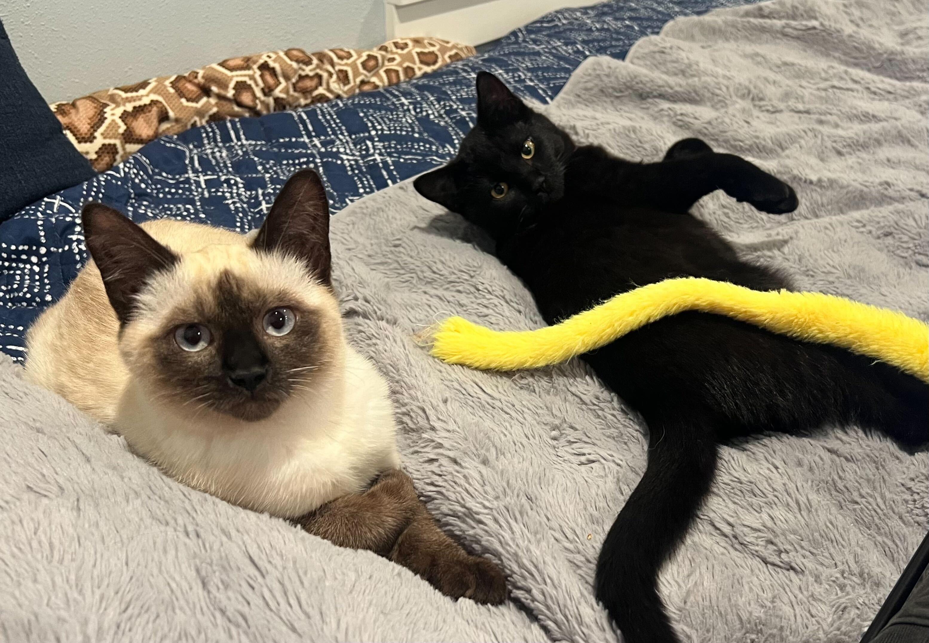 Enlarge Tea and Bombon, an adopted Domestic Short Hair in Seattle, WA image 5/6