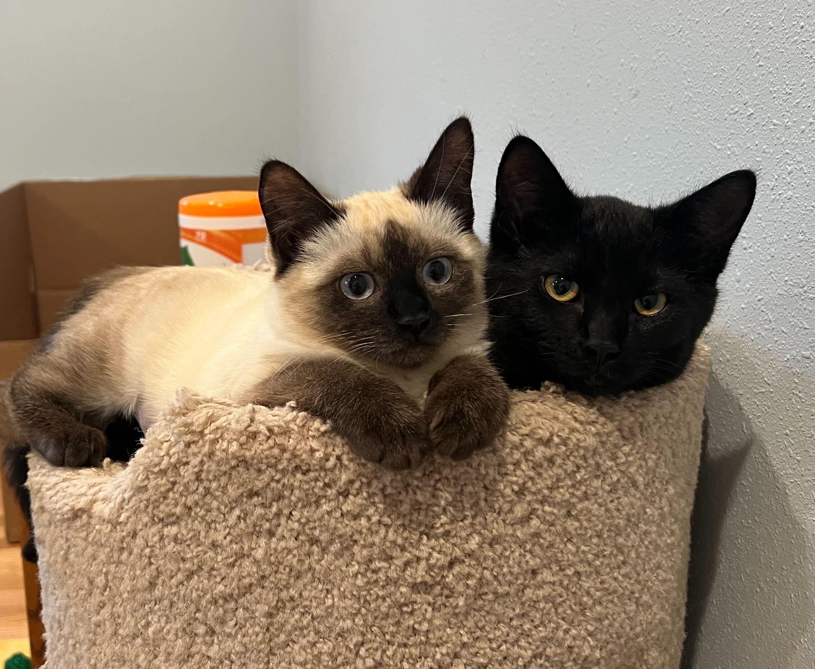 Tea and Bombon, adopted, Kitten Female Domestic Short Hair.
