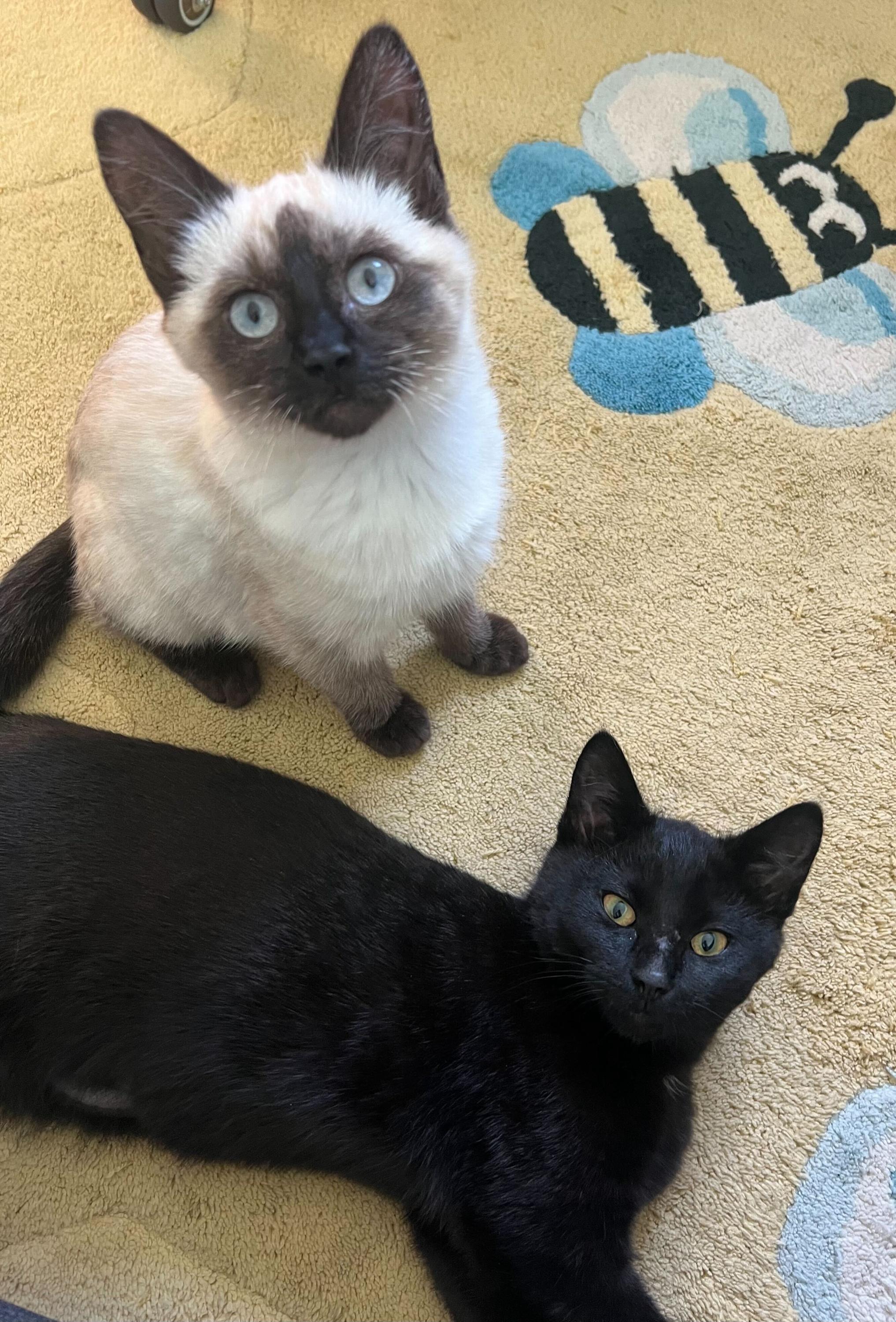 Enlarge Tea and Bombon, an adopted Domestic Short Hair in Seattle, WA image 4/6