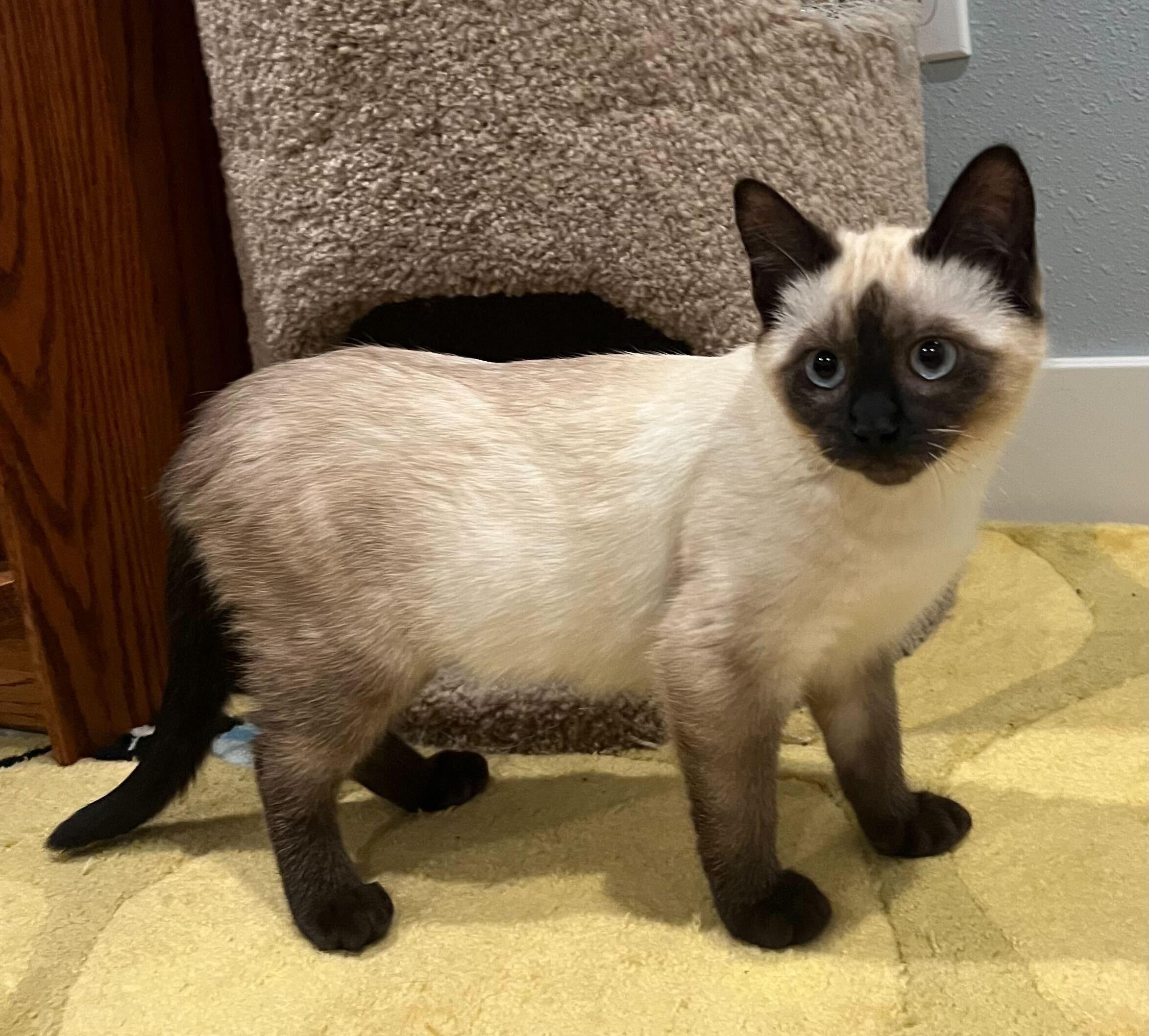 Enlarge Tea and Bombon, an adopted Domestic Short Hair in Seattle, WA image 3/6