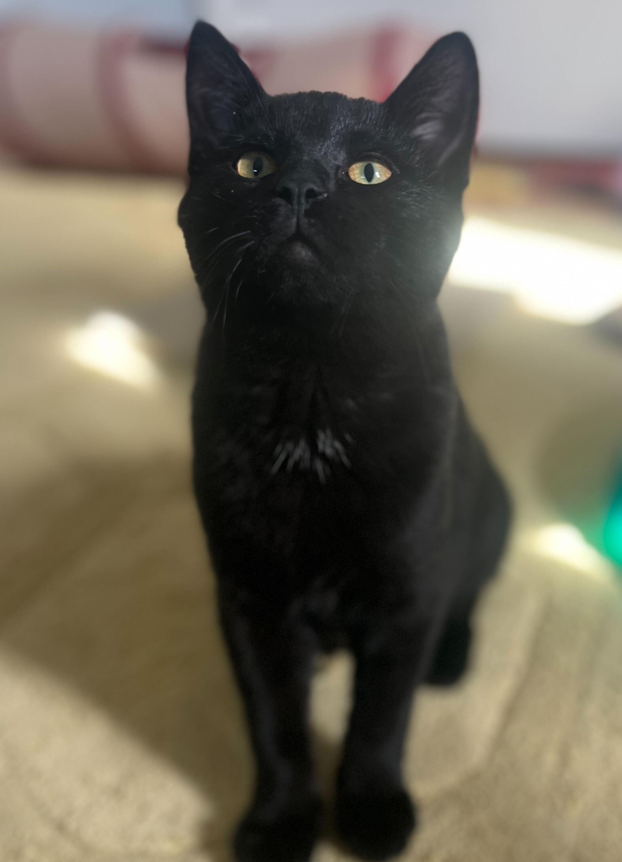 Enlarge Tea and Bombon, an adopted Domestic Short Hair in Seattle, WA image 2/6