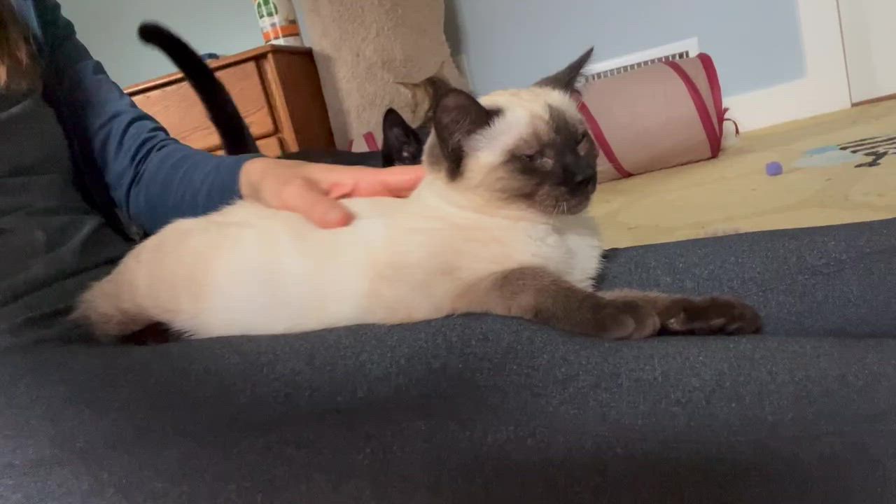 Enlarge Tea and Bombon, an adopted Domestic Short Hair in Seattle, WA video 6/6