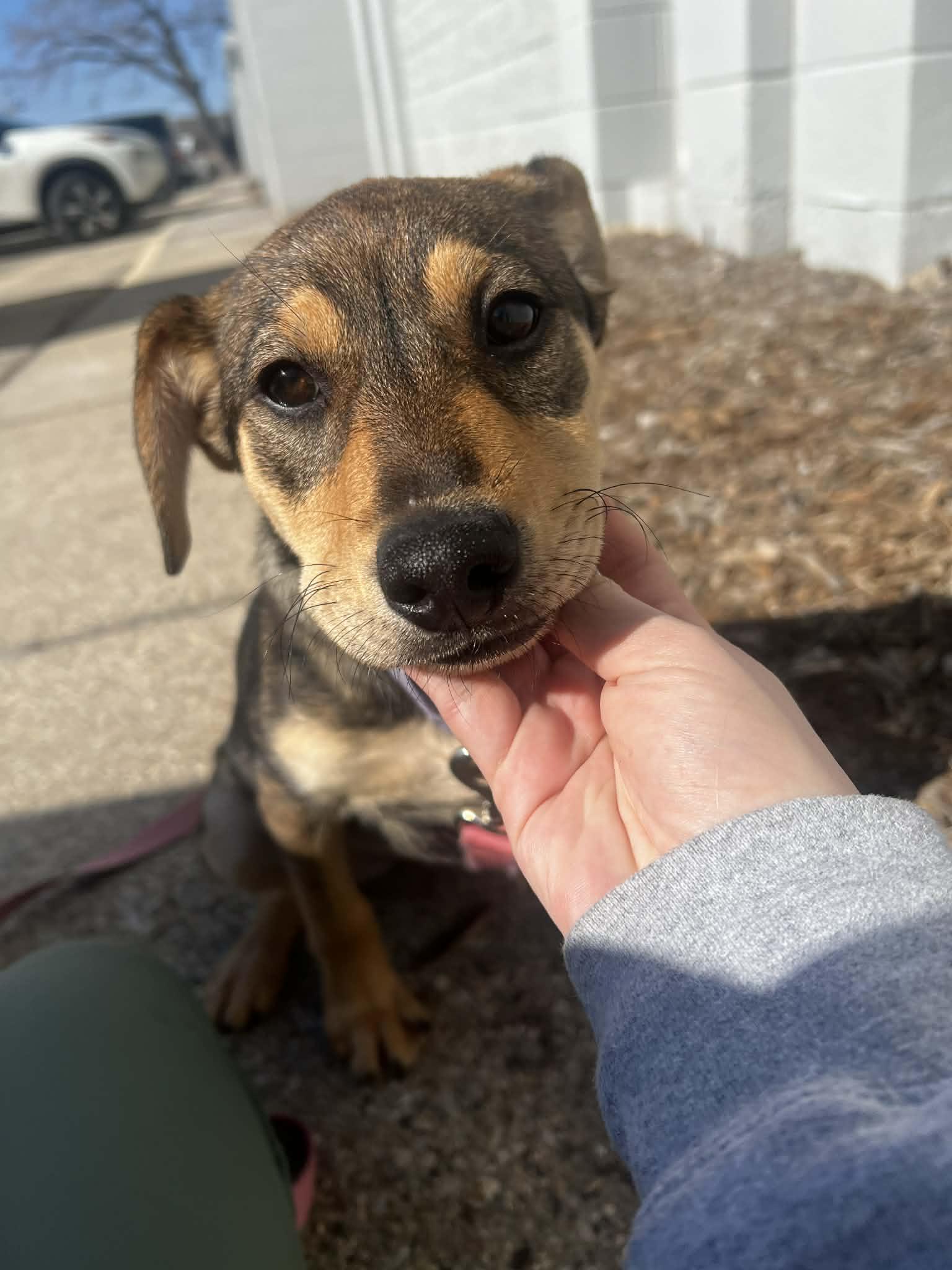 Enlarge DAPHNE   $425, a ADOPTABLE mixed breed in Milwaukee, WI image 2/6