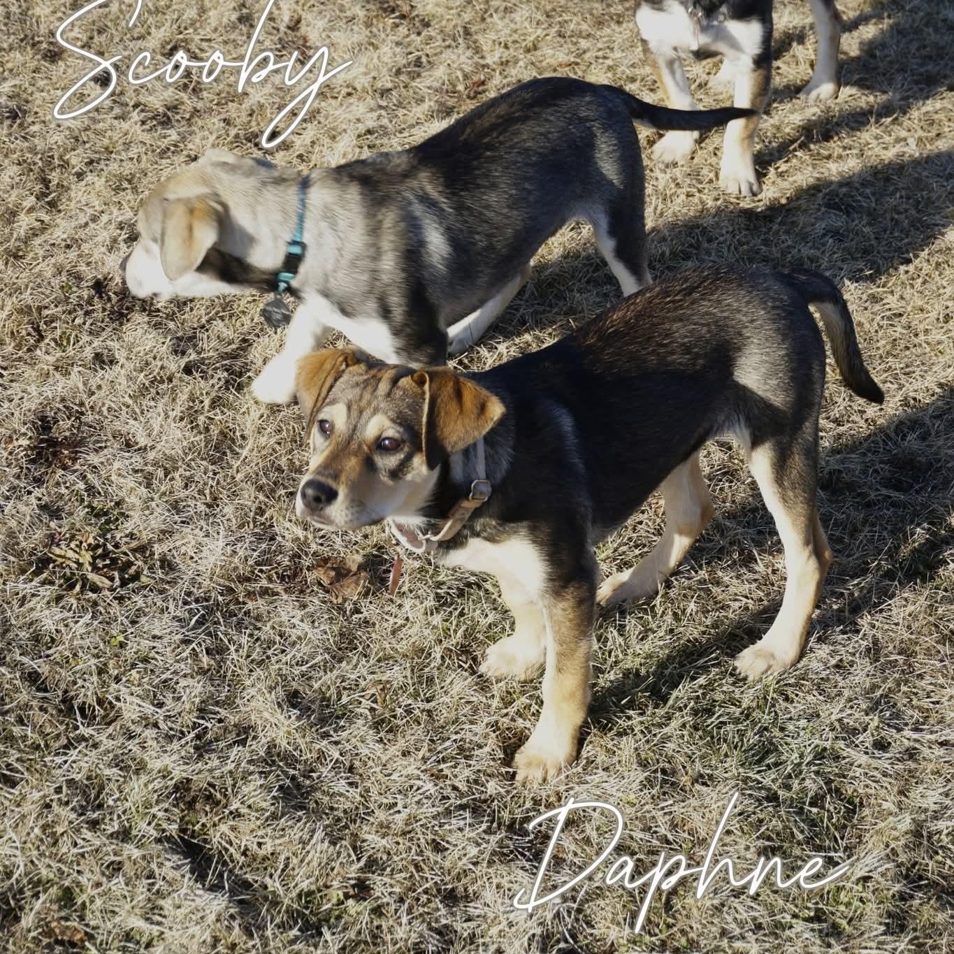 Enlarge DAPHNE   $425, a ADOPTABLE mixed breed in Milwaukee, WI image 5/6