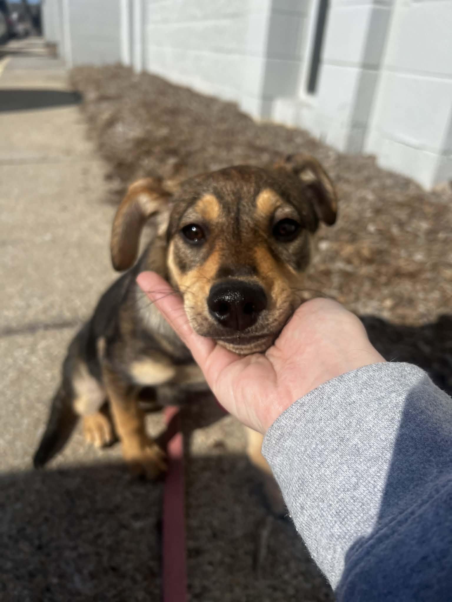 Enlarge DAPHNE   $425, a ADOPTABLE mixed breed in Milwaukee, WI image 4/6