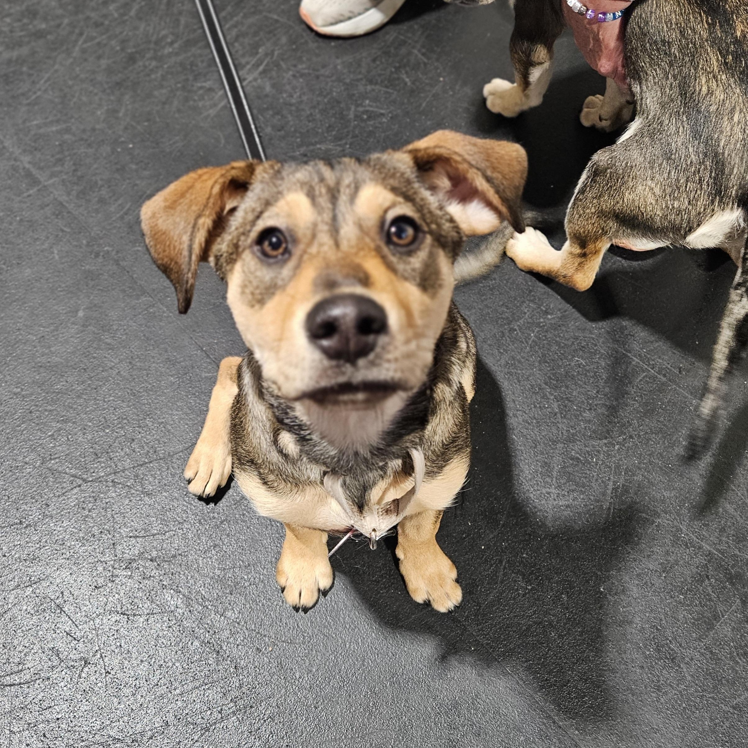 DAPHNE   $425, ADOPTABLE, Young Female Labrador Retriever.