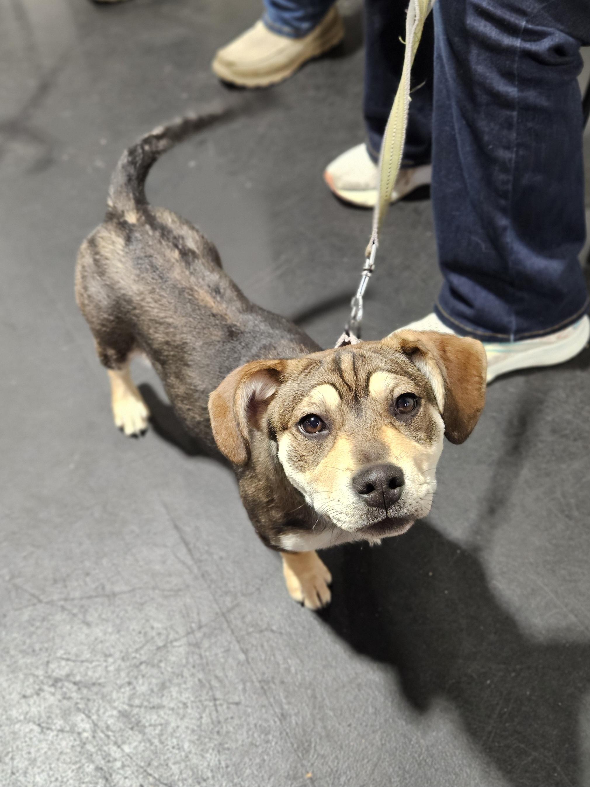 Enlarge DAPHNE   $425, a ADOPTABLE mixed breed in Milwaukee, WI image 6/6