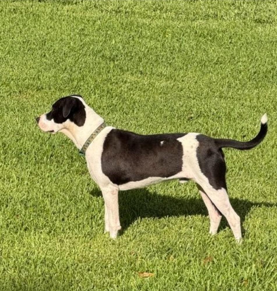 Enlarge Soda Pop, a Adoptable mixed breed in Sedalia, CO image 1/4