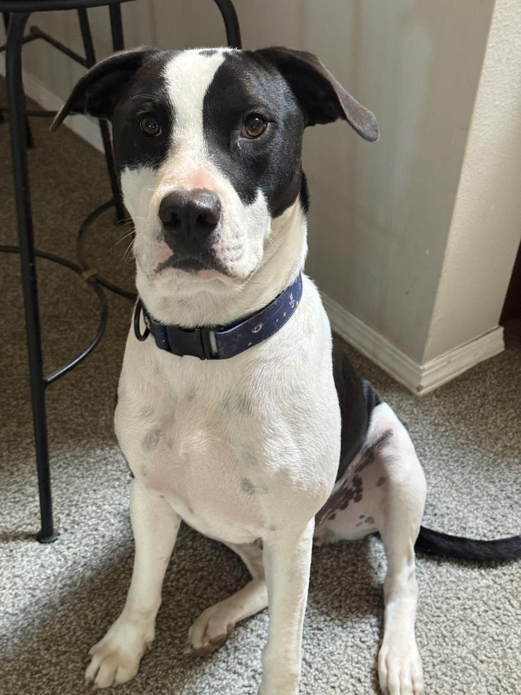Enlarge Soda Pop, a Adoptable mixed breed in Sedalia, CO image 1/6