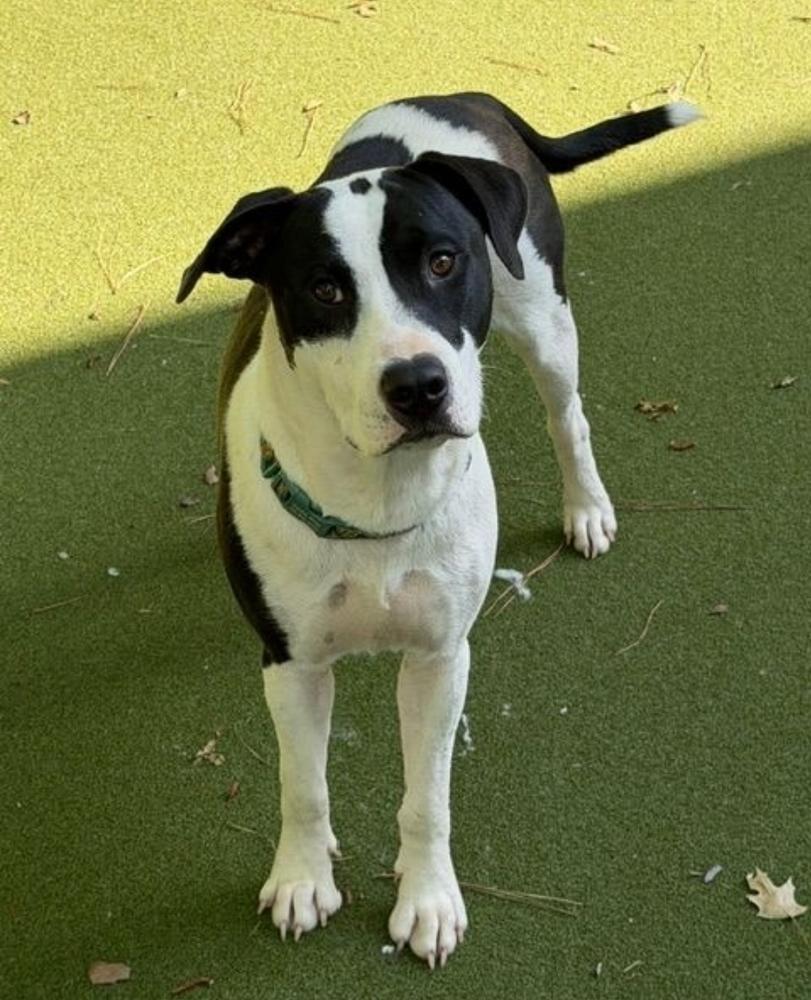 Enlarge Soda Pop, a Adoptable mixed breed in Sedalia, CO image 2/4