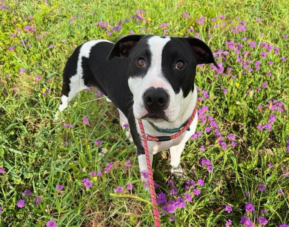 Enlarge Soda Pop, a Adoptable mixed breed in Sedalia, CO image 3/4