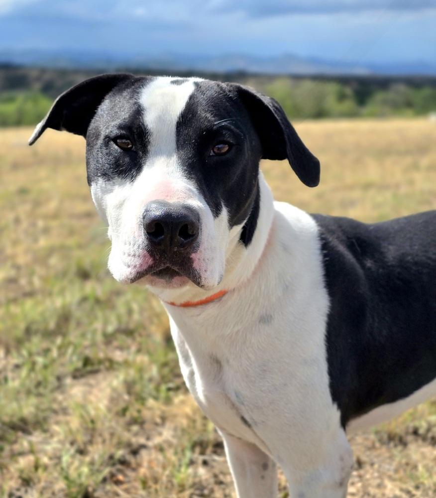 Enlarge Soda Pop, a Adoptable mixed breed in Sedalia, CO image 4/4