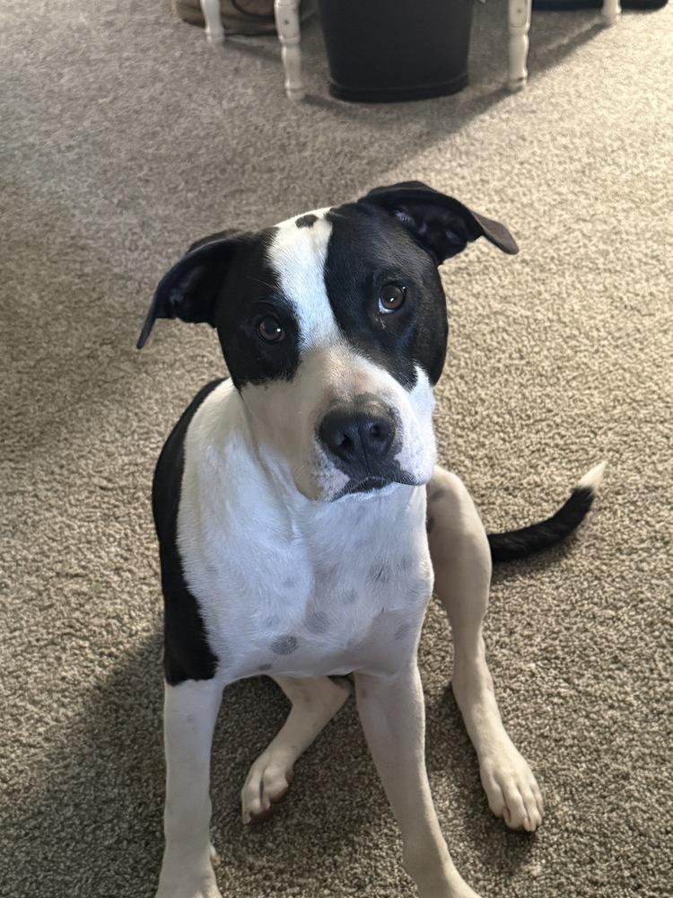 Enlarge Soda Pop, a Adoptable mixed breed in Sedalia, CO image 6/6