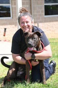 Enlarge DA12 Burner, a Adoptable mixed breed in Glen Allen, VA image 1/3