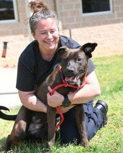 Enlarge DA12 Burner, a Adoptable mixed breed in Glen Allen, VA image 2/3