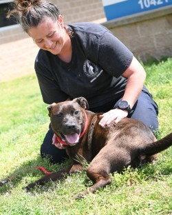 Enlarge DA12 Burner, a Adoptable mixed breed in Glen Allen, VA image 3/3