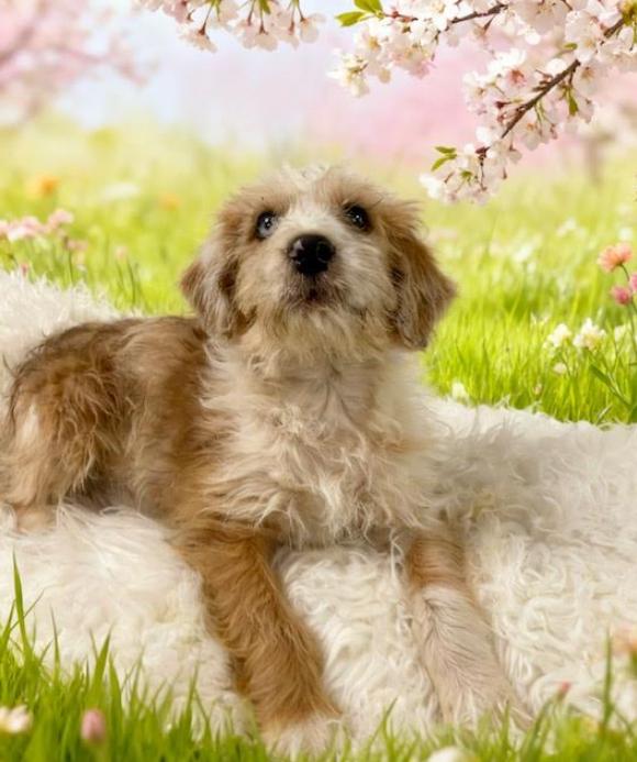 Enlarge Ninja, a Adoptable mixed breed in Tehachapi, CA image 1/1