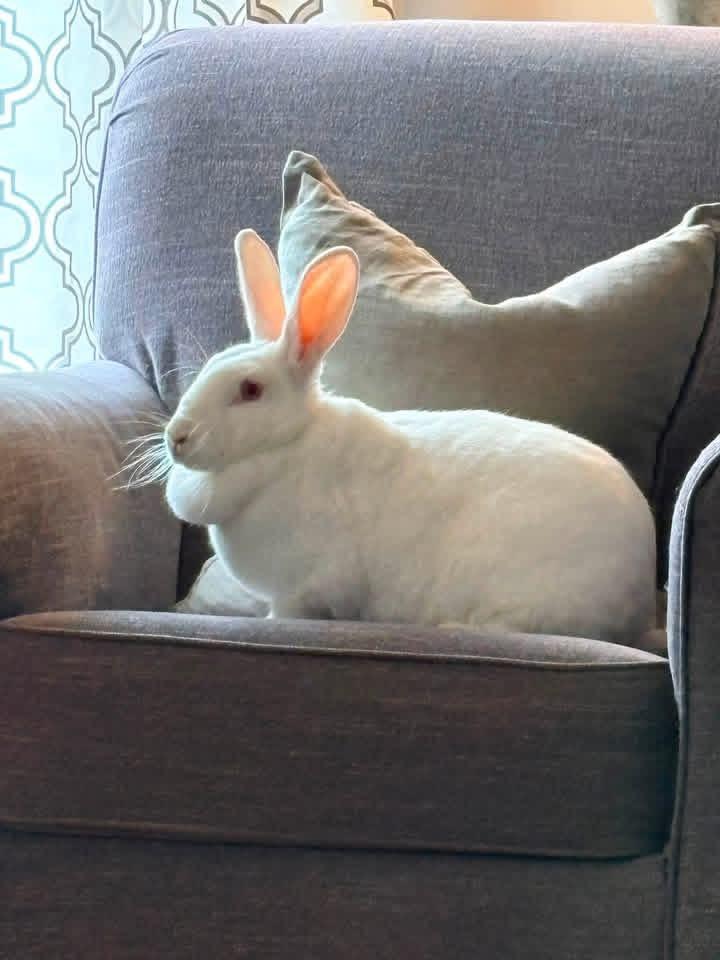 Stark, ADOPTABLE, Adult Female New Zealand.