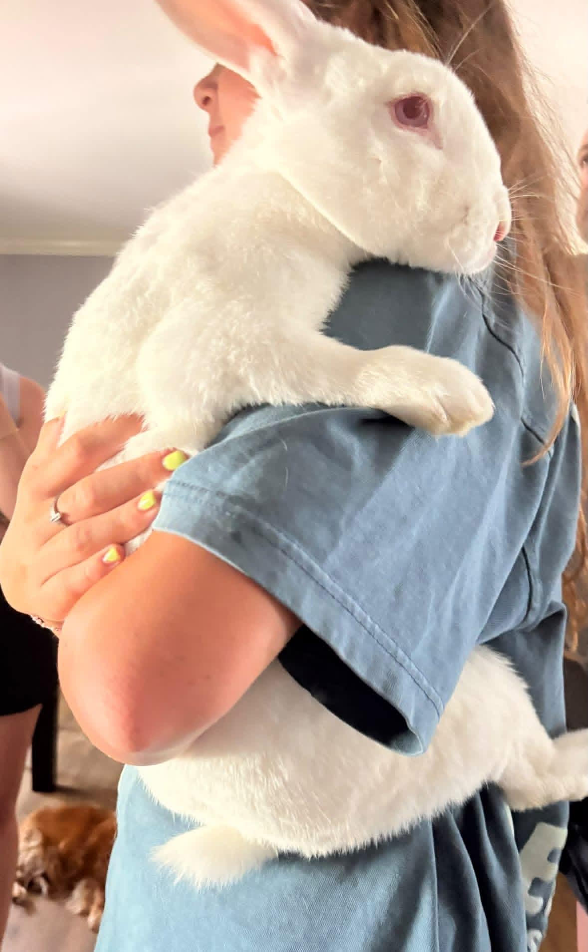 Stark, a ADOPTABLE New Zealand in St. Charles, MO image 5/5