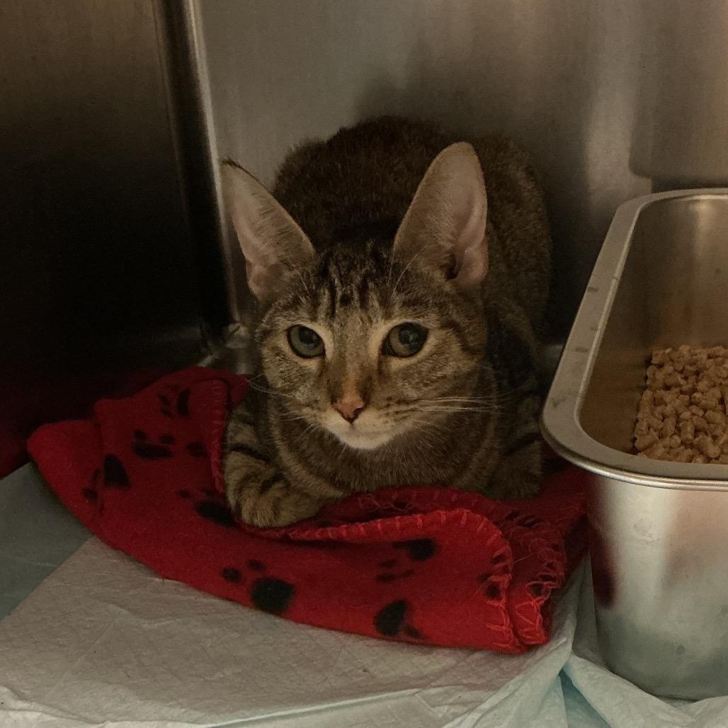Poppy, Adoptable, Young Female Domestic Short Hair.