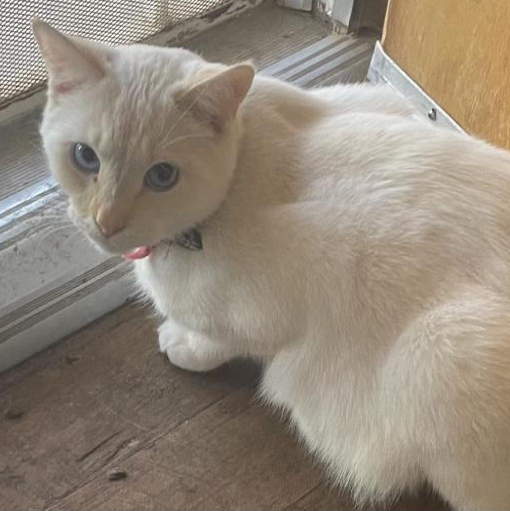 Toucan, Adoptable, Adult Male Siamese & Domestic Short Hair.