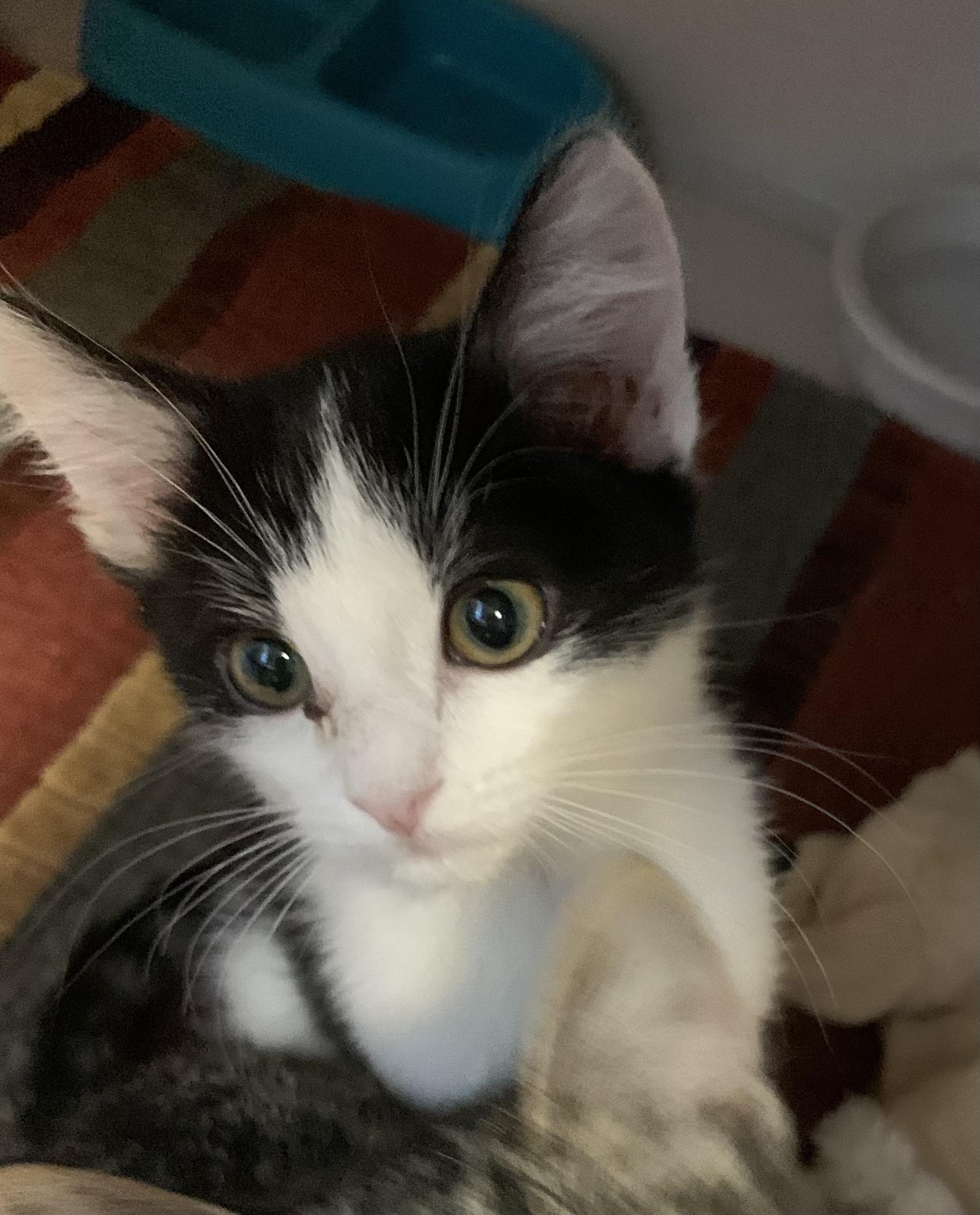 Alvin, a Adoptable Domestic Short Hair in Thayne, WY image 1/3