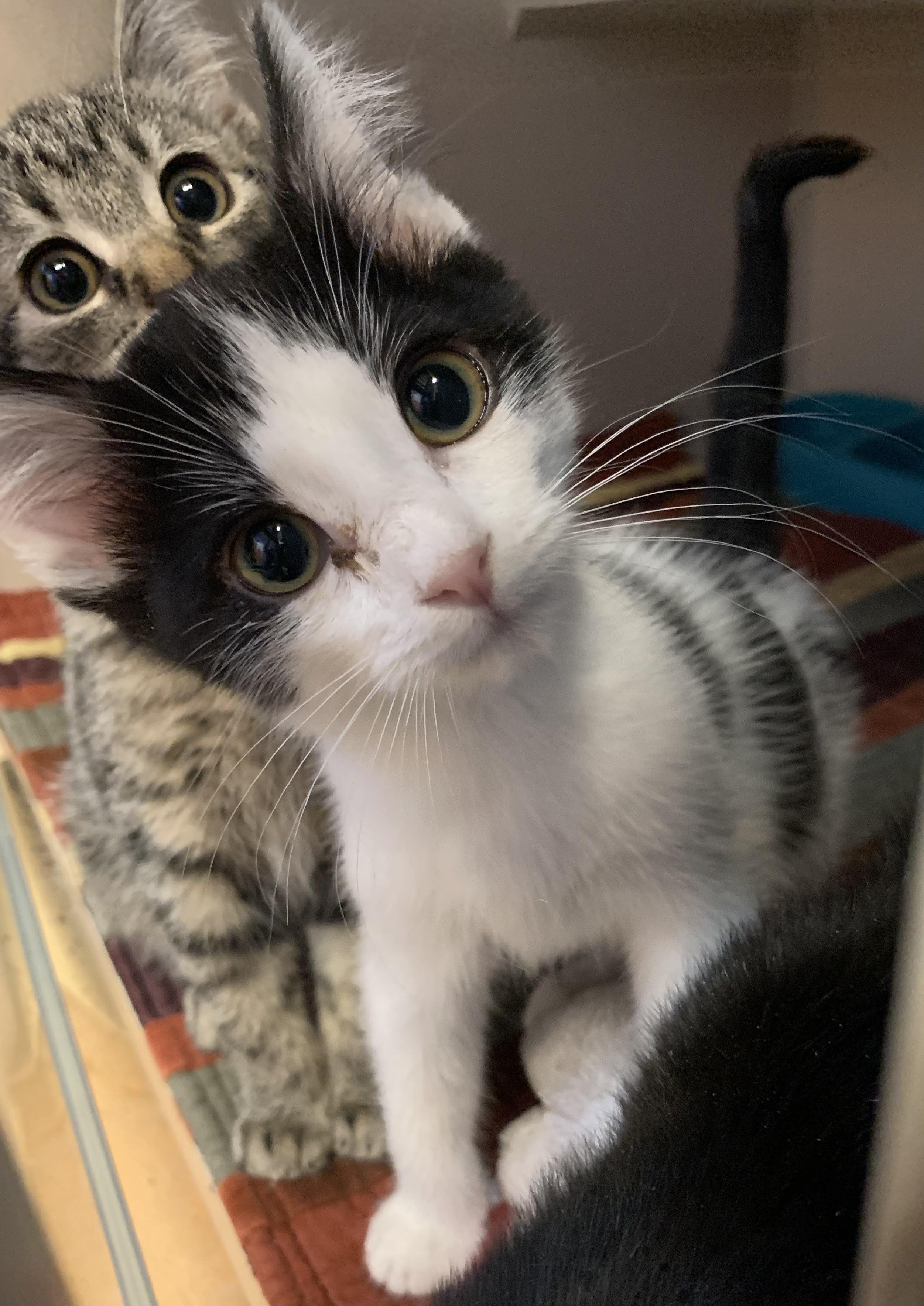 Alvin, a Adoptable Domestic Short Hair in Thayne, WY image 2/3